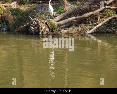 Wandernder Wasservögel in Nordtexas Stockfoto