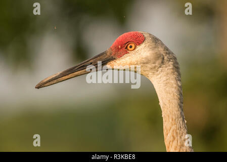 Eine wilde Sandhill Crane (Grus canadensis) ein wandernder Vogel, der in Wisconsin zu bestimmten Zeiten des Jahres üblich ist. Stockfoto