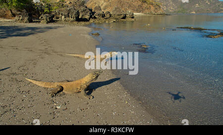 Komodowarane (Varanus komodoensis) am Strand von Insel Rinca, Komodo Nationalpark, Komodo, Indonesien | Komodo Warane (Varanus komodoensis), Stockfoto