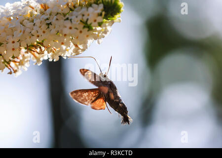 Seitenansicht eines Kolibri Hawk-moth (Macroglossum stellatarum) Schmetterling Fütterung auf eine weiße Blume eines Schmetterlings - Bush Buddleja Sommerflieder, oder in einem für die Stockfoto