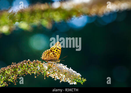 Seitenansicht Nahaufnahme von einem silbernen getünchten Fritillaryschmetterling Ceriagrion tenellum mit Flügeln, die Fütterung auf eine weiße Blume eines Schmetterlings - Bush Buddleja, oder Stockfoto