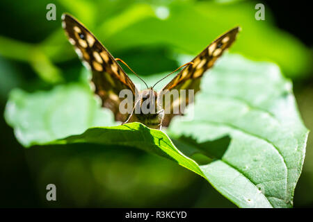 Nahaufnahme eines Rotklee-Bläuling, schmetterling, Pararge splendens. Ruht auf einem Blatt in einem Wald mit offenen Flügeln Stockfoto