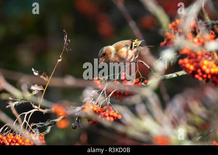 Nahaufnahme eines männlichen Buchfink, Fringilla coelebs, essen Beeren auf einem Baum in einem grünen Wald. Herbstfarben sind deutlich sichtbar. Stockfoto