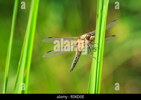 Nahaufnahme eines vier-spotted Chaser (Libellula quadrimaculata) oder vier-beschmutzte Skimmer Dragonfly Ruhestätte im Sonnenlicht auf grünem Schilf. Stockfoto