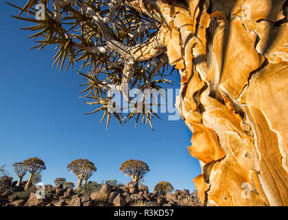 Afrika, Namibia, Keetmanshoop. Baum close-up im Köcherbaumwald. Wendy Kaveney/Jaynes Galerie/DanitaDelimont.com Stockfoto