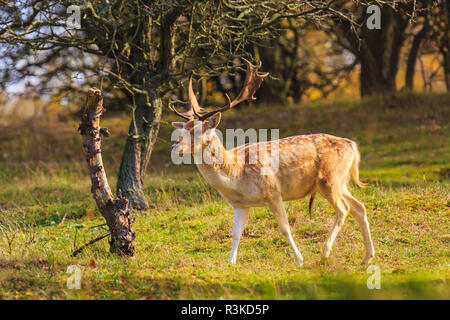 Damwild (Dama Dama) Männliche wandern in einem Wald. Im Herbst Sonnenlicht und Natur Farben sind eindeutig auf dem Hintergrund sichtbar. Stockfoto