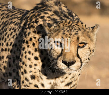 Afrika, Namibia, Keetmanshoop. Portrait von Gepard. Kredit als: Wendy Kaveney/Jaynes Galerie/DanitaDelimont.com Stockfoto