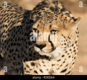 Afrika, Namibia, Keetmanshoop. Portrait von Gepard. Kredit als: Wendy Kaveney/Jaynes Galerie/DanitaDelimont.com Stockfoto