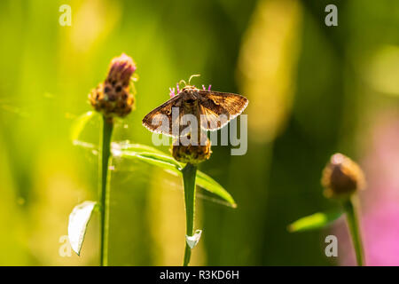 Tag aktiv Silber Y Autographa gamma Motte Bestäubung auf rosa und lila Distel Blumen tagsüber in hellem Sonnenlicht Stockfoto