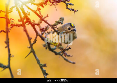 Goldcrest Vogel (Regulus Regulus) Nahrungssuche durch Zweige von Bäumen und Bush. Herbst Farben Stockfoto