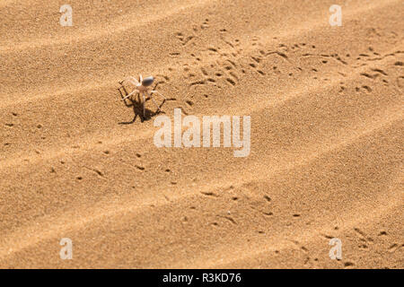 Afrika, Namibia, Swakopmund. Tanz White lady Spinne und Titel. Kredit als: Wendy Kaveney/Jaynes Galerie/DanitaDelimont.com Stockfoto