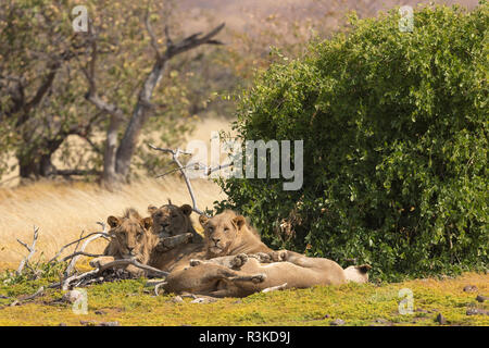 Namibia. Eine Gruppe von männlichen Wüste - angepasst auf die Löwen liegt in der Palmwag Konzession ruht, und der Bereich der conservancy. Stockfoto