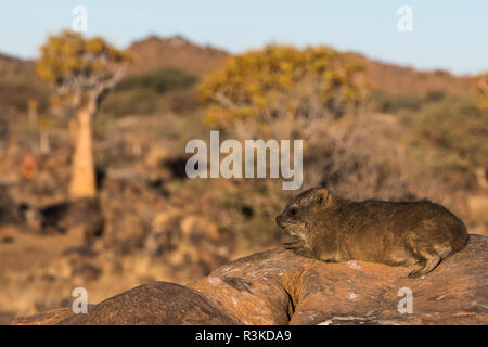 Namibia. Ein jugendlicher Klippschliefer, Procavia capensis, wärmt den Körper in der Sonne auf den Felsen im Köcherbaumwald in der Nähe von Keetmanshoop. Stockfoto