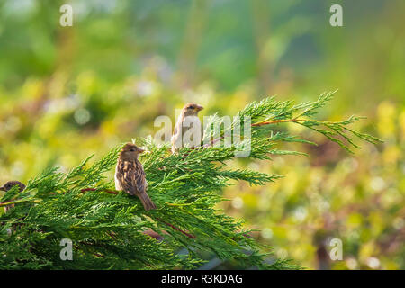 Haussperling Vogel (Passer domesticus) Nahrungssuche in einer Hecke auf einer bunten sonnigen Tag Stockfoto
