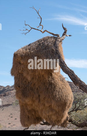 Namibia. Eine massive Nest der geselligen Weber, Philetairus Socius, das Nest gemeinschaftlich, hängt von einem toten Zweig. Stockfoto