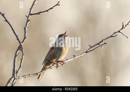 Nahaufnahme einer Dunnock, Phasianus colchicus, vogel in einer Baumdarstellung und singt ein Lied am frühen Morgen im Frühling eine Frau zu gewinnen. Stockfoto