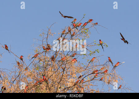 Südliche Carmine Bee Eaters, (Merops nubicoides) auf einem Baum gehockt, Bwabwata National Park, Namibia, Afrika. Stockfoto