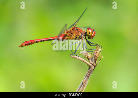 Nahaufnahme von einem rot gefärbten Männchen ruddy Darter (Sympetrum sanguineum) hängend auf die Vegetation. Ruhe in der Sonne auf einer Wiese. Stockfoto