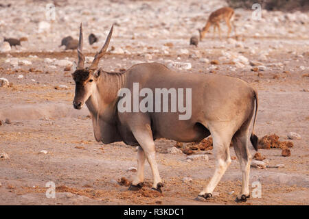 Eine Elenantilope (taurotragus Oryx) kommt zu einem Wasserloch, Etosha National Park, Namibia, Afrika. Das eland ist das größte und schwerste Antilope in Afrika. Stockfoto