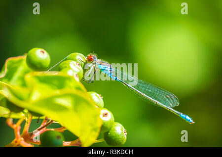 Nahaufnahme eines kleinen red-eyed damselfly Erythromma viridulum thront in einem Wald. Eine blaue Holzarten mit roten Augen. Stockfoto