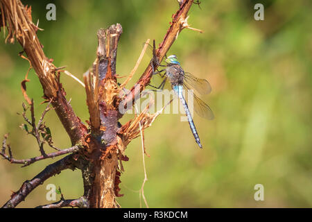 Nahaufnahme von einem geringeren Emperor dragonfly Anax parthenope, ruhend unter Blätter in einem Baum in einem Wald an einem sonnigen Tag. Stockfoto