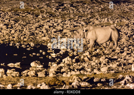 Spitzmaulnashorn, Diceros bicornis, besucht die Okaukuejo Wasserloch in der Nacht im Etosha National Park, Namibia. Stockfoto