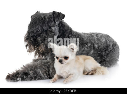 Kerry Blue Terrier und Chihuahua vor weißem Hintergrund Stockfoto
