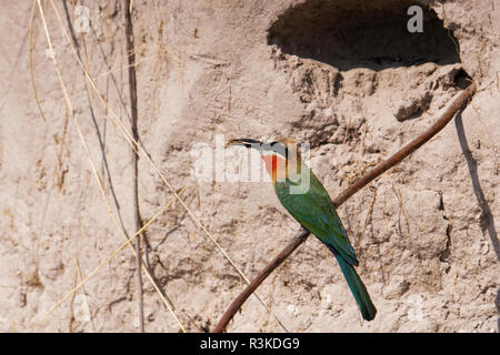 Libelle im Schnabel mit weißer Fassade, Bienenfresser (merops bullockoides), Bwabwata National Park, Namibia, Afrika. Stockfoto