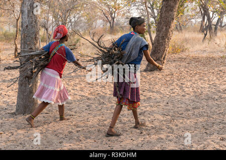 Zwei San Buschmänner Frauen schleppen Brennholz in das Dorf im östlichen Namibia, Afrika. (Redaktionelle nur verwenden) Stockfoto