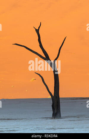 Silhouetted tote Bäume im Deadvlei, Sossusvlei, Namibia Stockfoto