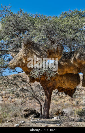 Afrika, Namibia, Gemeinschaft Nest der geselligen Webervögel Stockfoto