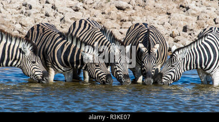 Afrika, Namibia, Etosha Nationalpark, Zebras am Wasserloch Stockfoto