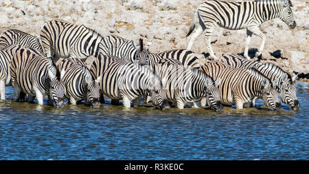 Afrika, Namibia, Etosha Nationalpark, Zebras am Wasserloch Stockfoto