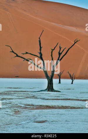 Afrika, Namibia, Sossusvlei. Tot Akazien im weissen Ton Pan Am Deadvlei am Morgen Stockfoto