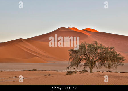 Afrika, Namibia, Sossusvlei. Dune am Nachmittag Stockfoto