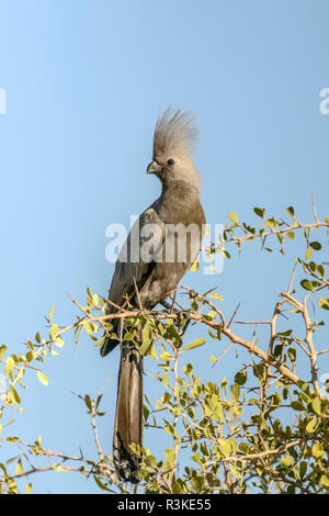 Etosha National Park, Namibia, Afrika. Grau-weg-Vogel thront. Stockfoto