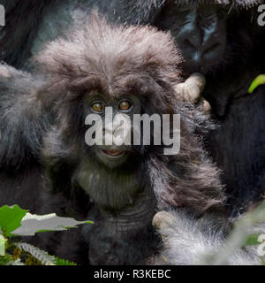 Gorilla-Mutter mit 6 Monate alten Baby in den Wald, Parc National des Vulkane, Ruanda Stockfoto