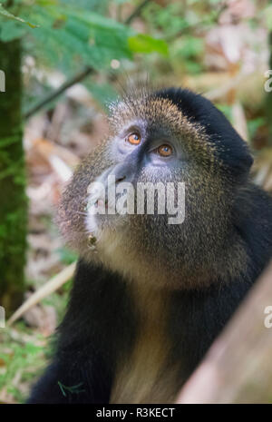 Golden Monkey im Bambuswald, Parc National des Volcans, Ruanda Stockfoto