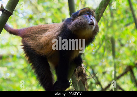 Golden Monkey im Bambuswald, Parc National des Volcans, Ruanda Stockfoto