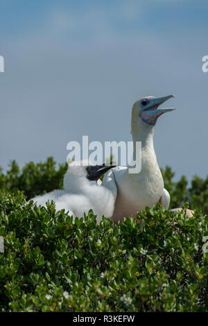 Seychellen, Indischer Ozean, Aldabra, Cosmoledo Atoll. Wichtig seabird Kolonie. Red-footed Booby (Sula Sula) Nesting mit Küken. Stockfoto