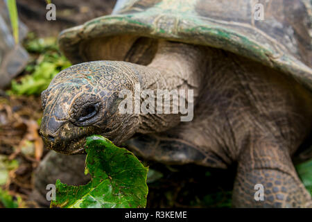 Riesenschildkröte (Aldabrachelys gigantea), Anse Takamaka, Mahé, Republik der Seychellen, Indischer Ozean. Stockfoto