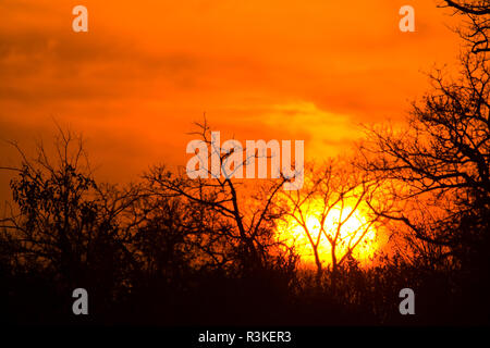 Sonnenaufgang am Sabi Sand Reserve, Mpumalanga, Südafrika Stockfoto