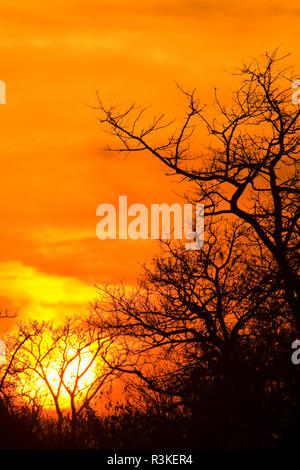 Sonnenaufgang am Sabi Sand Reserve, Mpumalanga, Südafrika Stockfoto