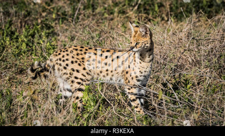 Afrika, Tansania, Ngorongoro Conservation Area. Serval Katze in der Bürste. Kredit als: Bill Young/Jaynes Galerie/DanitaDelimont.com Stockfoto