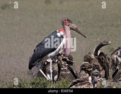 Afrika, Tansania, Ngorongoro Conservation Area. Marabu (Leptoptilos crumeniferus) und Geier Stockfoto