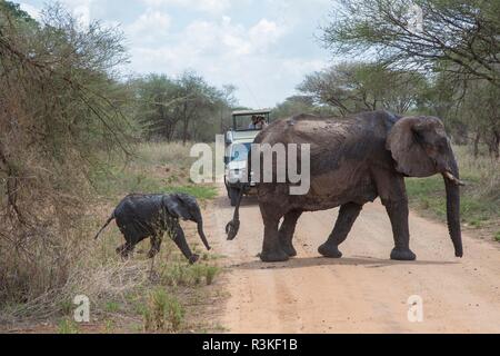 Afrika, Tansania Tarangire Nationalpark. Mutter und Baby Elefant (Loxodonta Africana) Überqueren einer Straße. Stockfoto