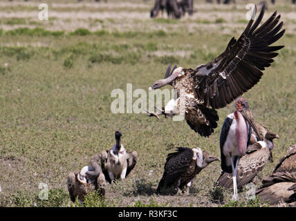 Afrika, Tansania Serengeti. Der Tarangire National Park. Ruppell's Gänsegeier (Tylose in Rueppellii) mit einem Marabu an ein Kill Stockfoto