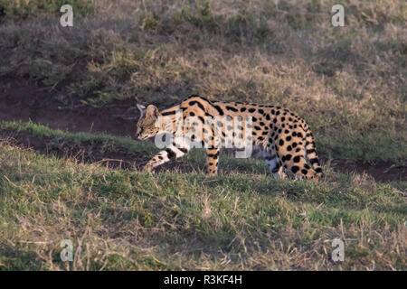 Afrika, Tansania, Ngorongoro Krater, einem serval (Leptailurus serval). Stockfoto