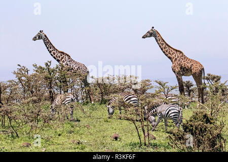 Afrika, Tansania, Ngorongoro Conservation Area. Giraffen (Giraffa Camelopardalis) und Zebras (Equus burchellii) auf den Rand des Ngorongoro Kraters. Stockfoto