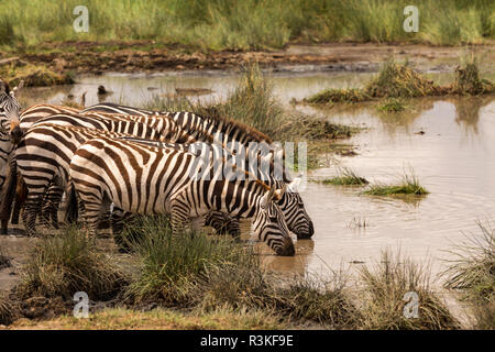 Herde Zebras (Equus burchellii) Alkoholkonsum von einem Wasserloch in der Serengeti National Park, Tansania Stockfoto